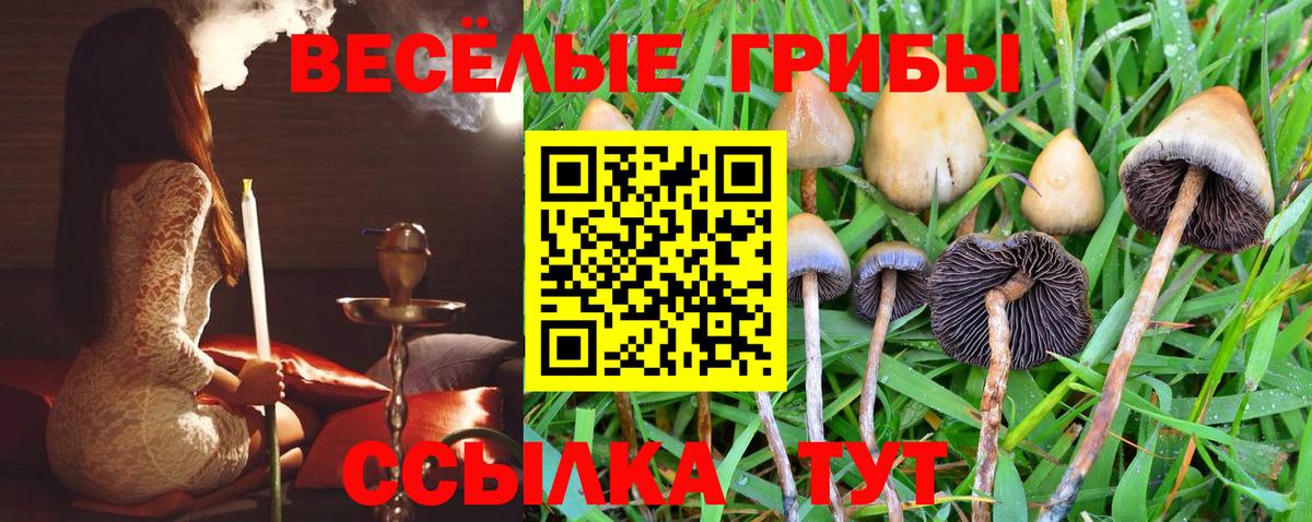 Галлюциногенные грибы Psilocybine cubensis Ленинск-Кузнецкий